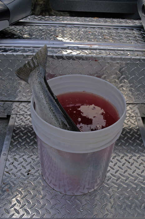 fish bucket resize.jpg